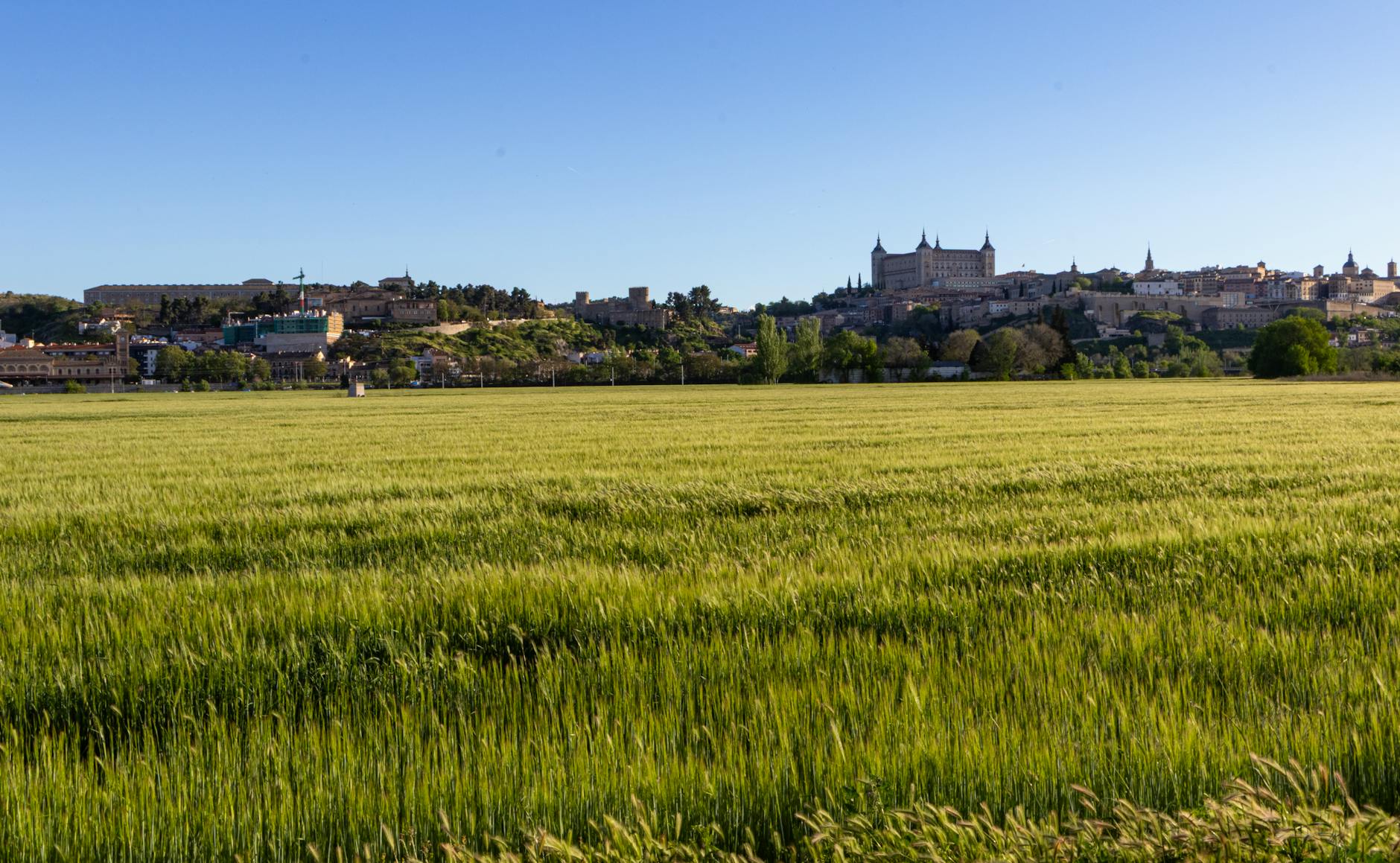Stunning view of the Alcázar of Toledo surrounded by lush wheat fields under a clear blue sky.