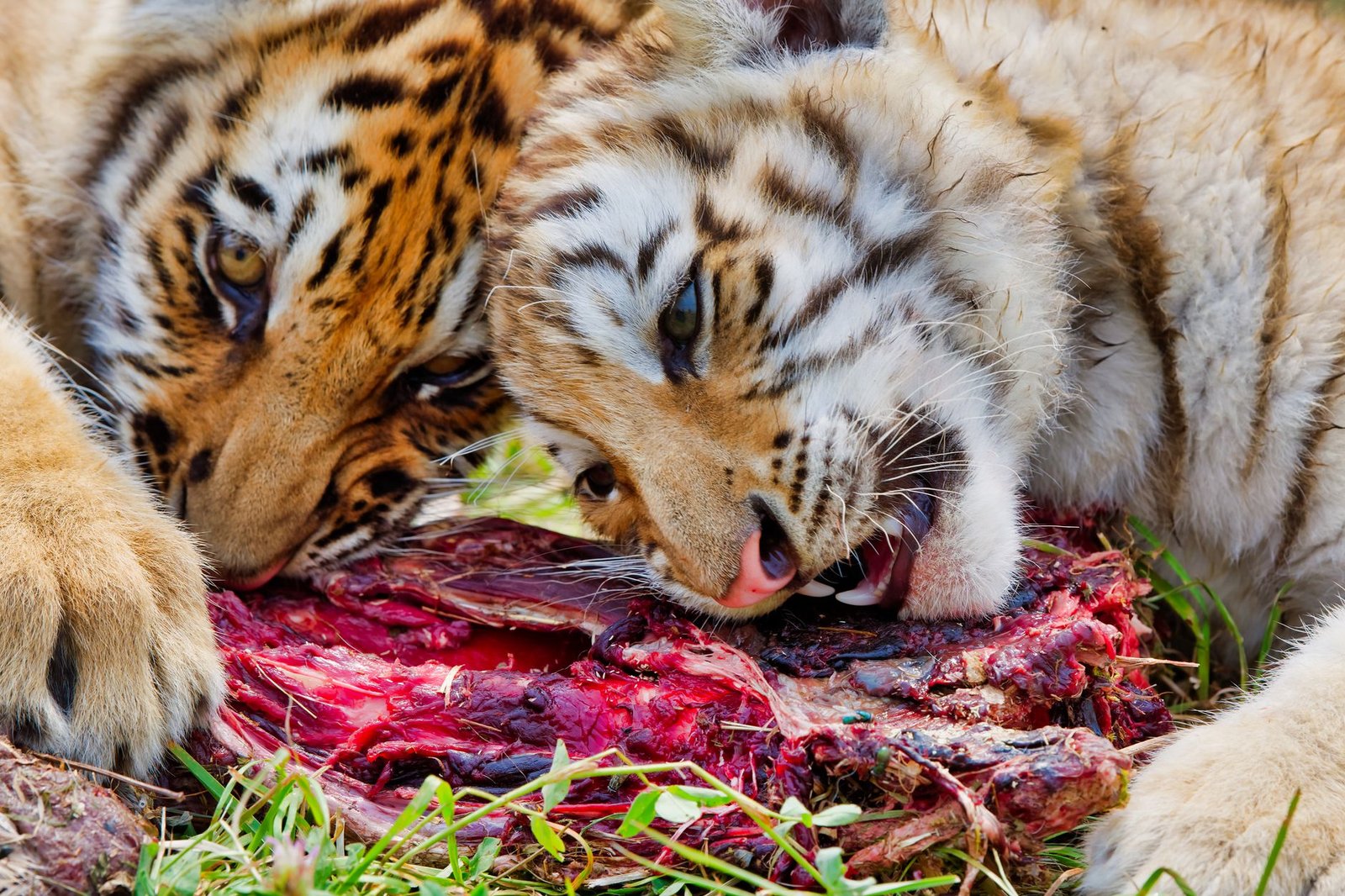 Two tigers sharing a meal, showcasing the wild and natural behavior of these majestic predators.